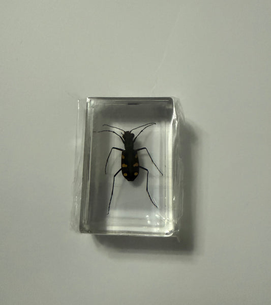 Eight Star Tiger Beetle (Cosmodela batesi) Entomology Specimen