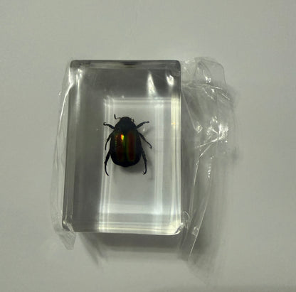 Dead-Nettle Leaf Beetle (Fasta fastuosa) Entomology Specimen