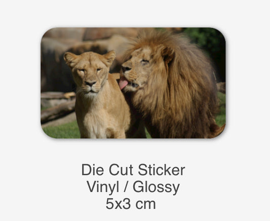 True Love - Katanga African Lion - Panthera leo bleyenbergh Sticker