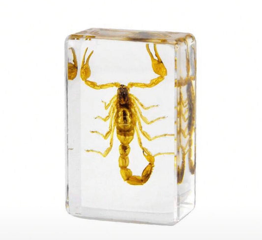 Chinese Scorpion (Olivierus martensii) Specimen in Resin