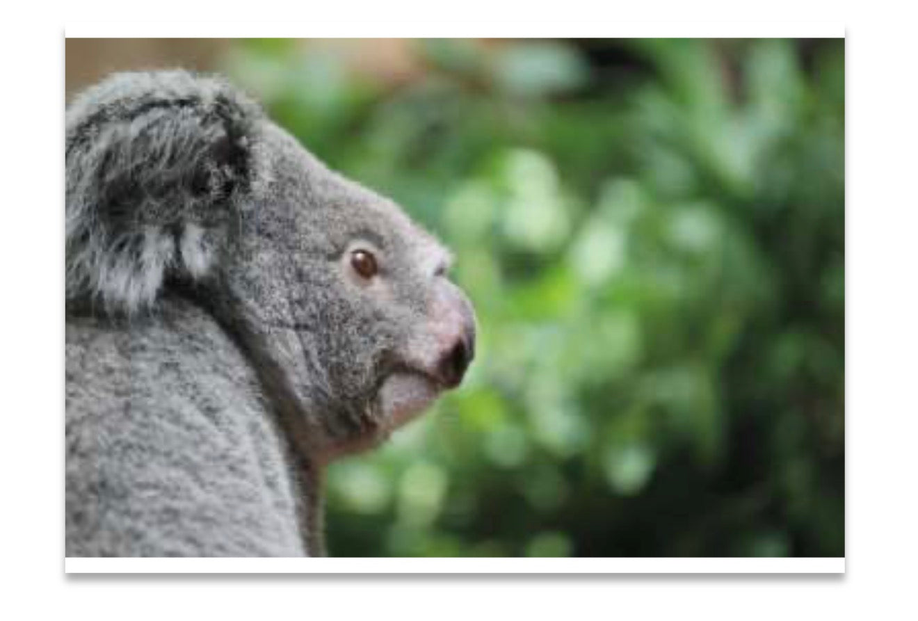 Koala’s Contemplation - Koala (Phascolarctos cinereus) Photograph A6 Print