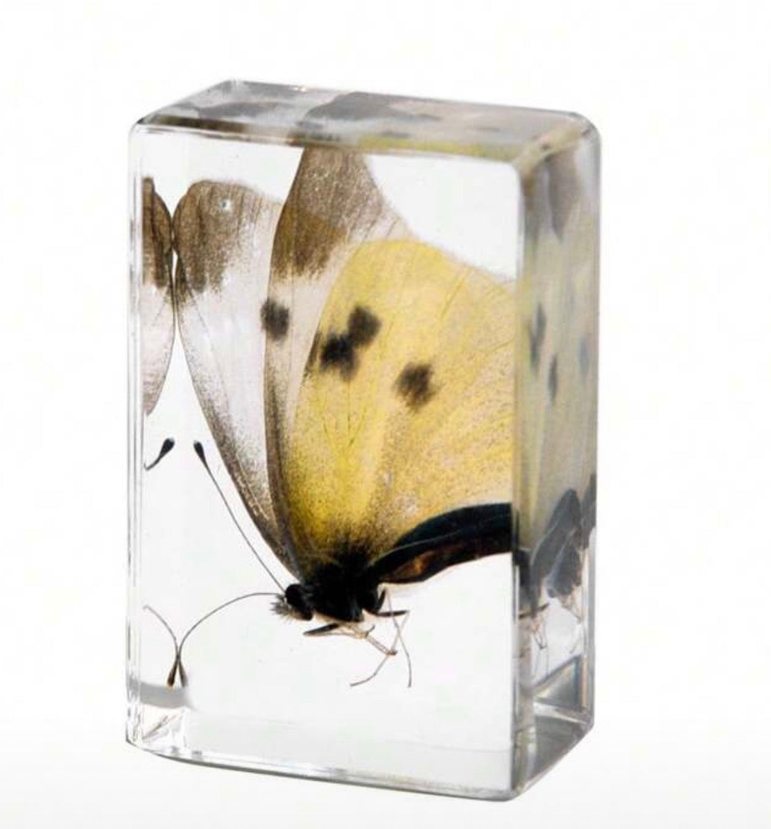 Butterfly Specimen in Resin