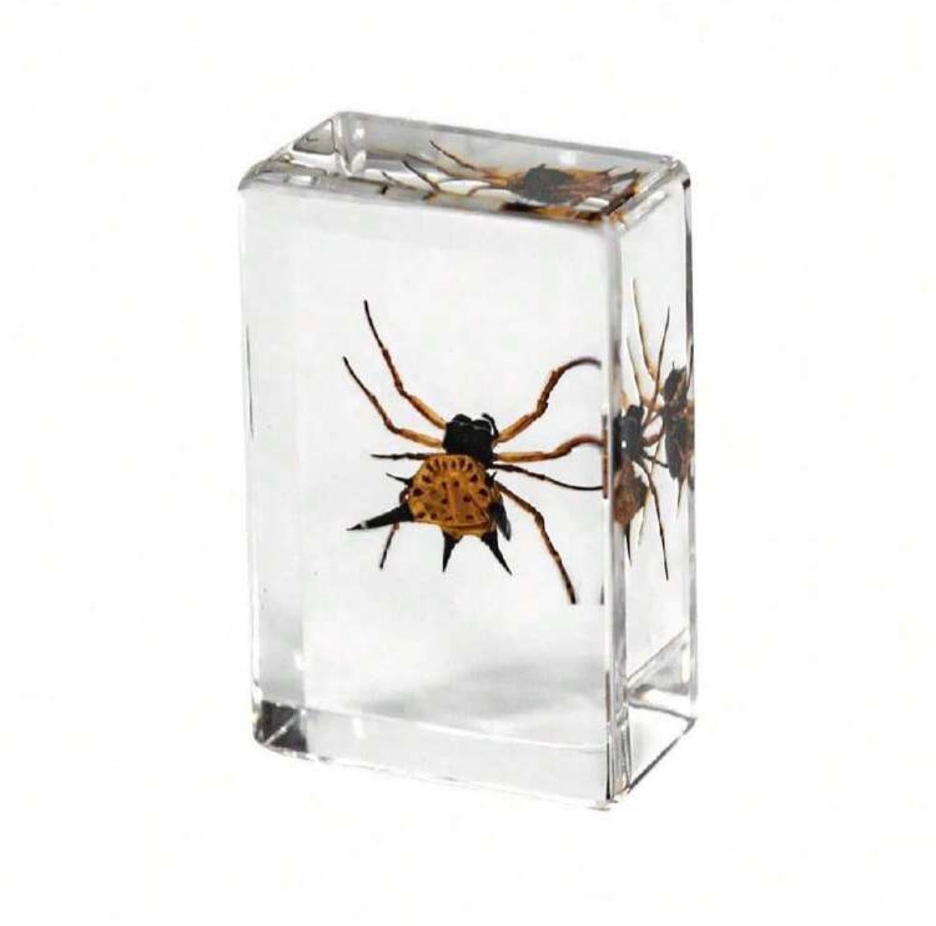 Horned Spider Specimen in Resin