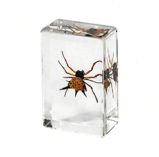 Horned Spider Specimen in Resin