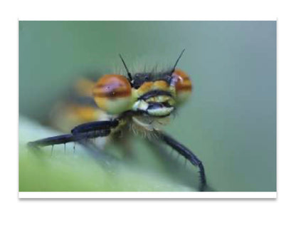 Ol’ Bug Eyes - Large Red Damselfly (Pyrrhosoma nymphula) Photograph A6 Print