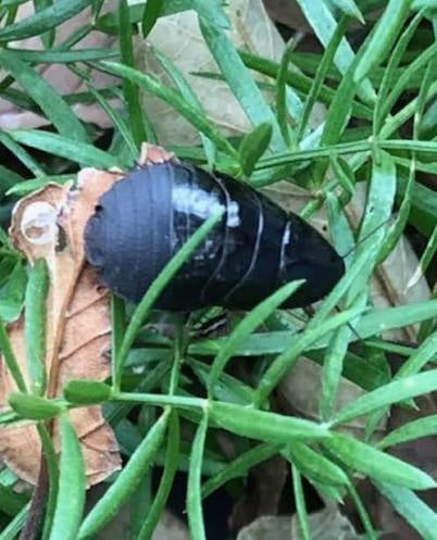 Surinam Cockroach (Pycnoscelus surinamensis) Entomology Specimen