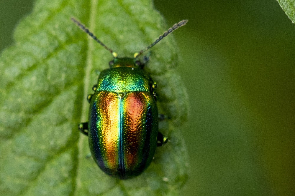Dead-Nettle Leaf Beetle (Fasta fastuosa) Entomology Specimen