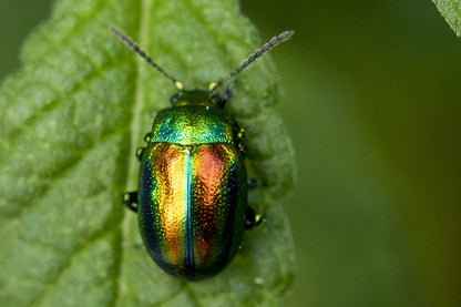 Dead-Nettle Leaf Beetle (Fasta fastuosa) Entomology Specimen