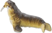 Walrus (Odobenus rosmarus) Small Figure