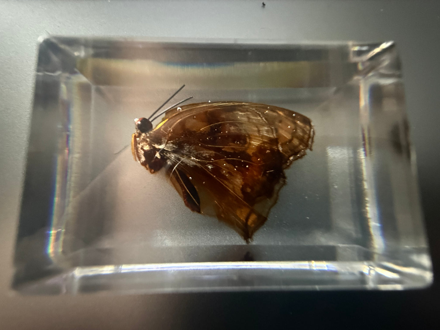 Butterfly Specimen in Resin
