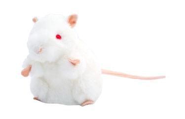 White Lab Mouse (BALB/C)