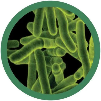 Tuberculosis Giant Microbes Plush
