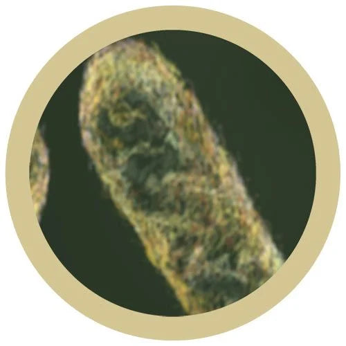Stomach Ache (Shigella) Giant Microbes Plush