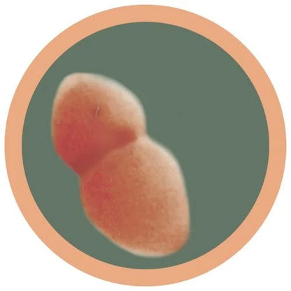 Pneumonia (Streptococcus pneumonia) Giant Microbes Plush