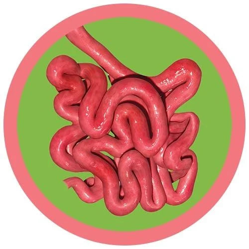 Small Intestine Giant Microbes Plush