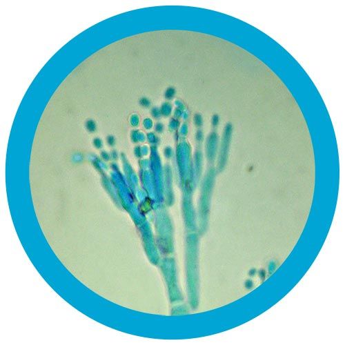Penicillin (Penicillium chrysogenum)  Giant Microbes Plush