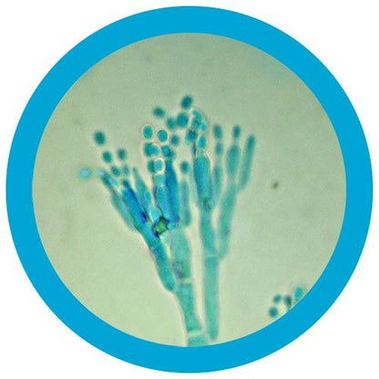 Penicillin (Penicillium chrysogenum)  Giant Microbes Plush