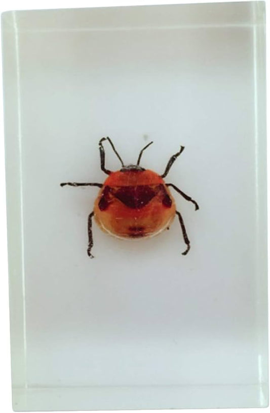 Camellia Shield Bug (Poecilocoris latus) Entomology Specimen in Resin