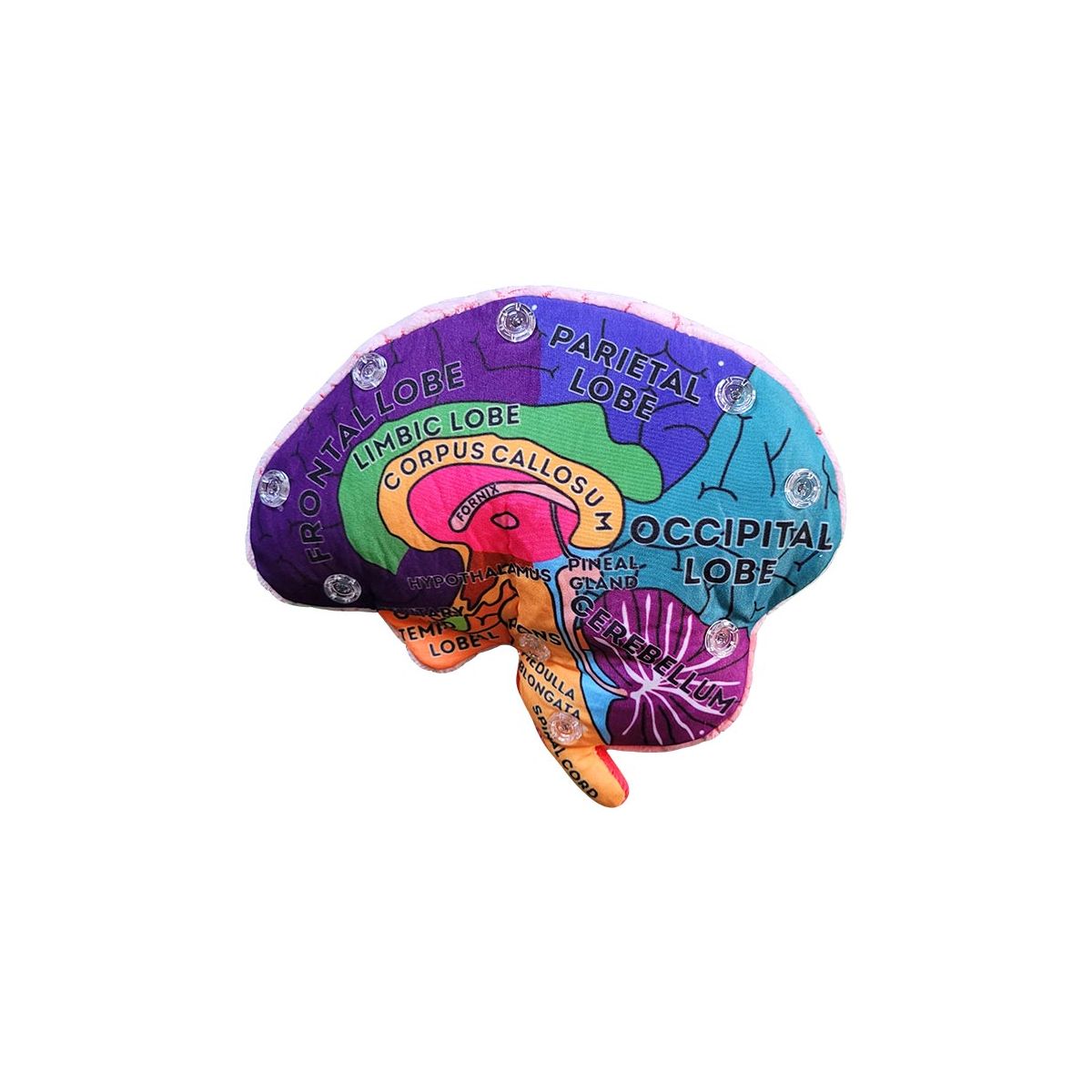 Brain Model Giant Microbes Plush