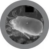 Dust Mite (Dermatophagoifes pteronyssinus) Giant Microbes Plush