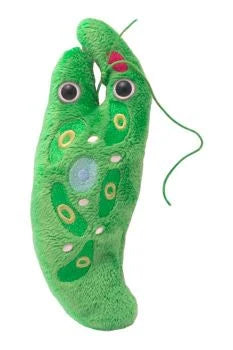 Euglena ( Euglena gracilis) Giant Microbes Plush
