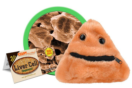 Liver Disease (Cirrhosis) With Zip Giant Microbes Plush