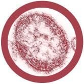 Measles (Morbillivirus) Giant Microbes Plush