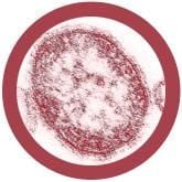 Measles (Morbillivirus) Giant Microbes Plush