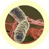 Salomnella (Salmonella typhimurium) Giant Microbes Plush